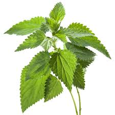 Ortigas / Nettles ( 400gr)