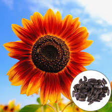 Semillas de Girasoles de colores / Colored sunflower seeds