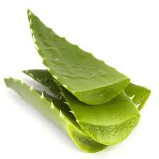 Penca de Aloe Vera / Aloe Vera leaf