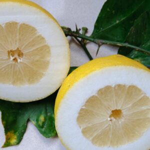 Limones Carnoso / Fleshy Lemons